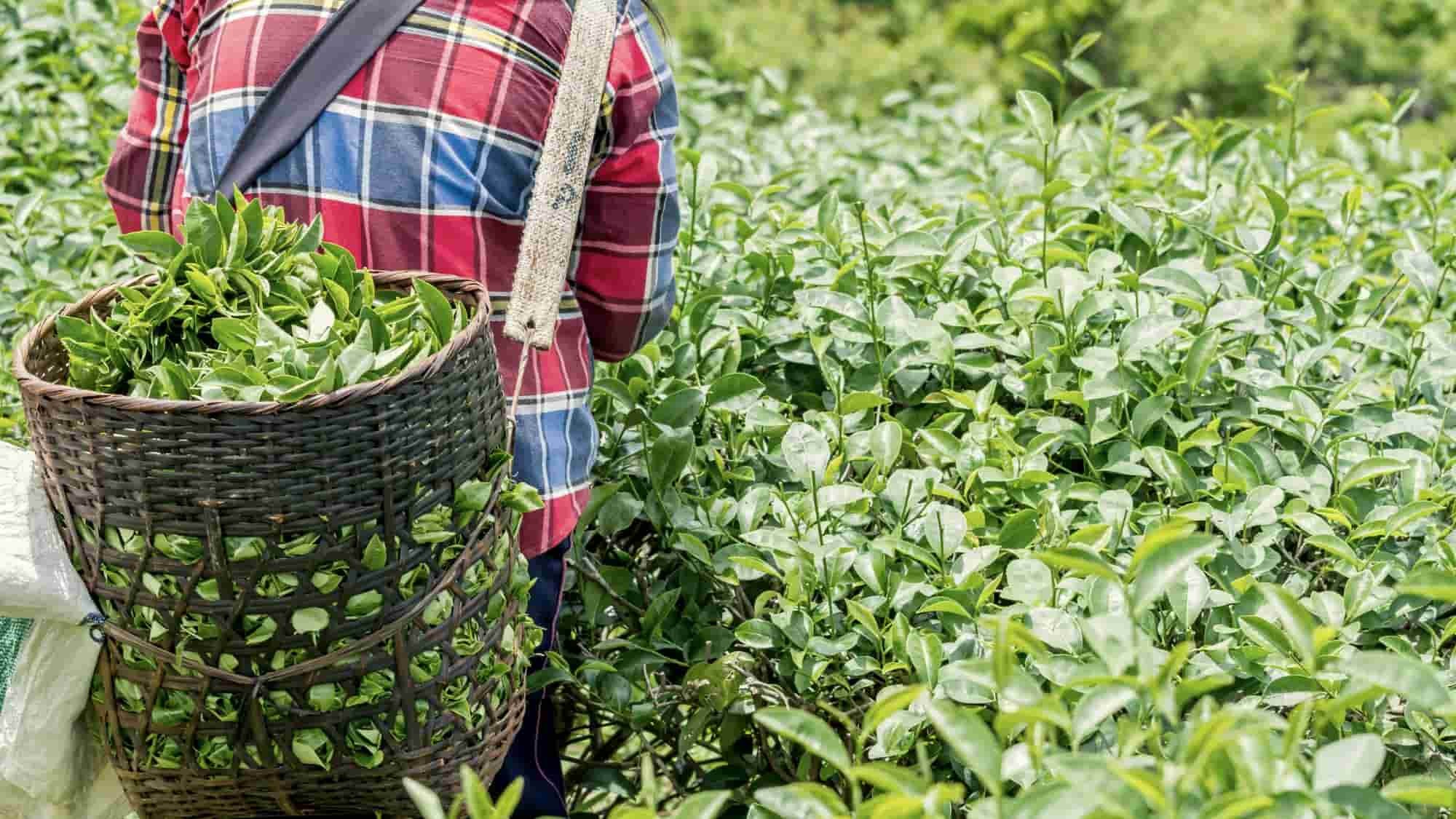 Organic Tea: A Living Tradition of Wellness & Purity