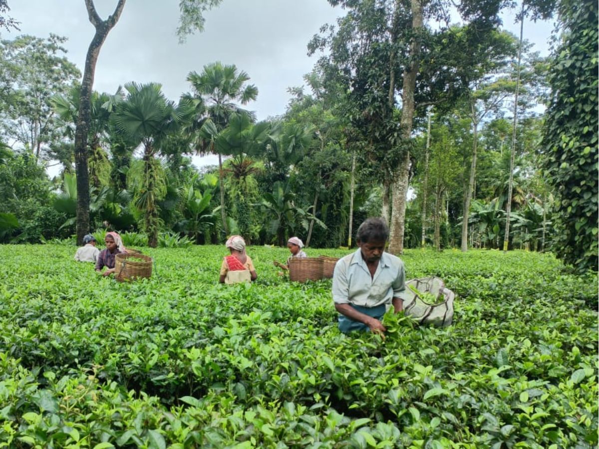 Our Tea Garden