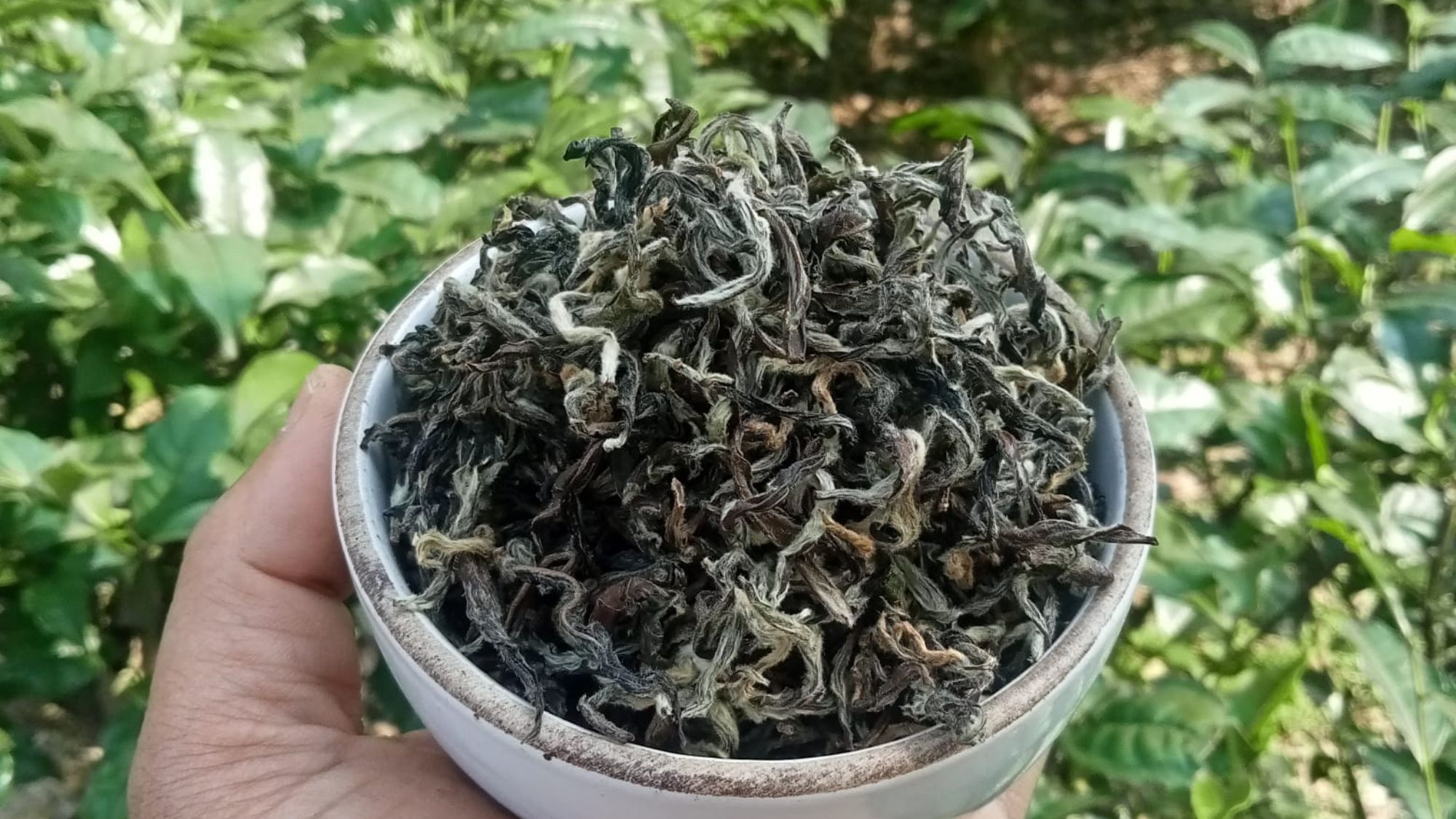 Loose Leaf Green Tea